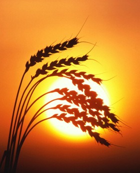 تحكم في غضبك